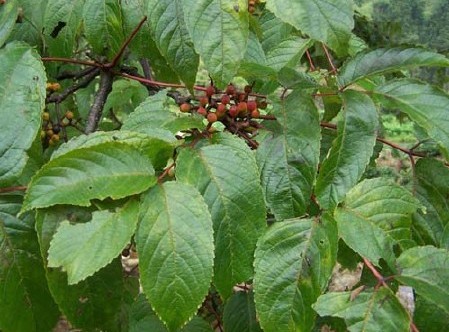 Tapiscia sinensis seed